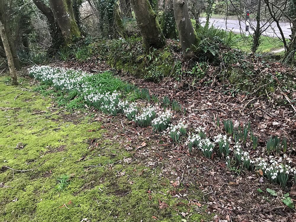 Griggs Flowers