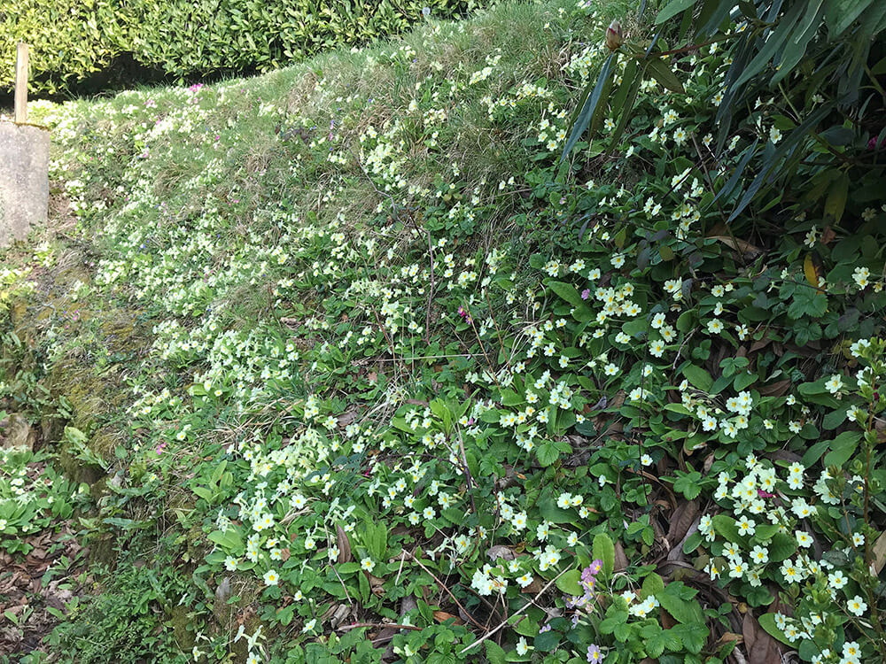 Griggs Hedge