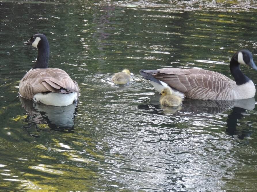 Griggs Pond Wildlife