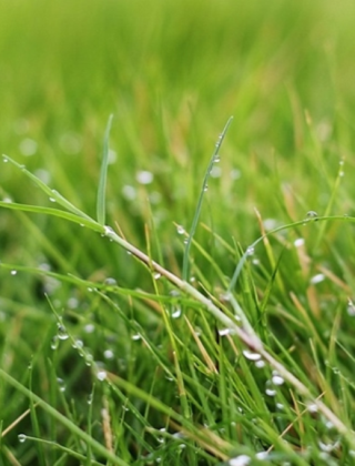 Lawn Feed & Fertiliser Lawn Feed & Fertiliser