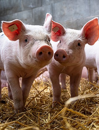 Pigs Pigs