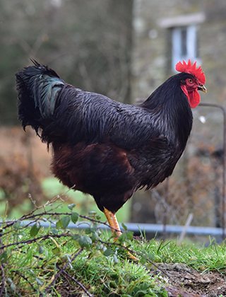 Poultry Poultry