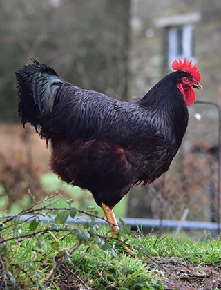 Poultry Poultry