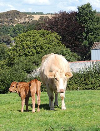Cattle Feed Cattle Feed