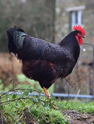 Chicken / Duck feed Chicken / Duck feed