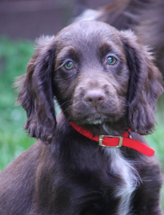 Food for Puppies & Young Working Dogs Food for Puppies & Young Working Dogs