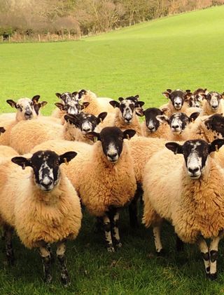 Sheep Feed Sheep Feed