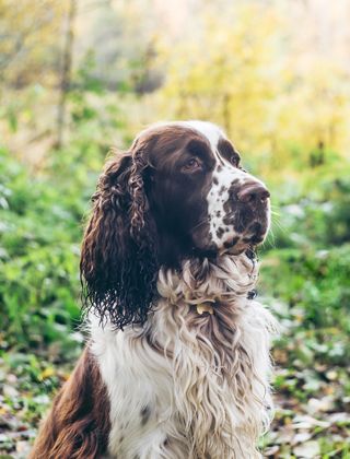 Food for Adult Working Dogs Food for Adult Working Dogs