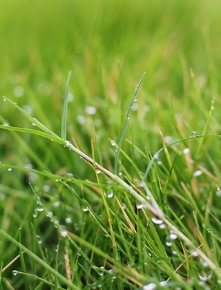 Lawn & Plant Care Lawn & Plant Care