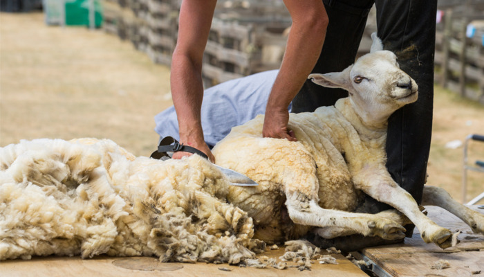 Sheep Shearing: A Brief History | Blog | Griggs Agri | Griggs Agri