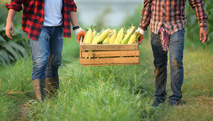 How is the Harvest Festival Celebrated in the UK?